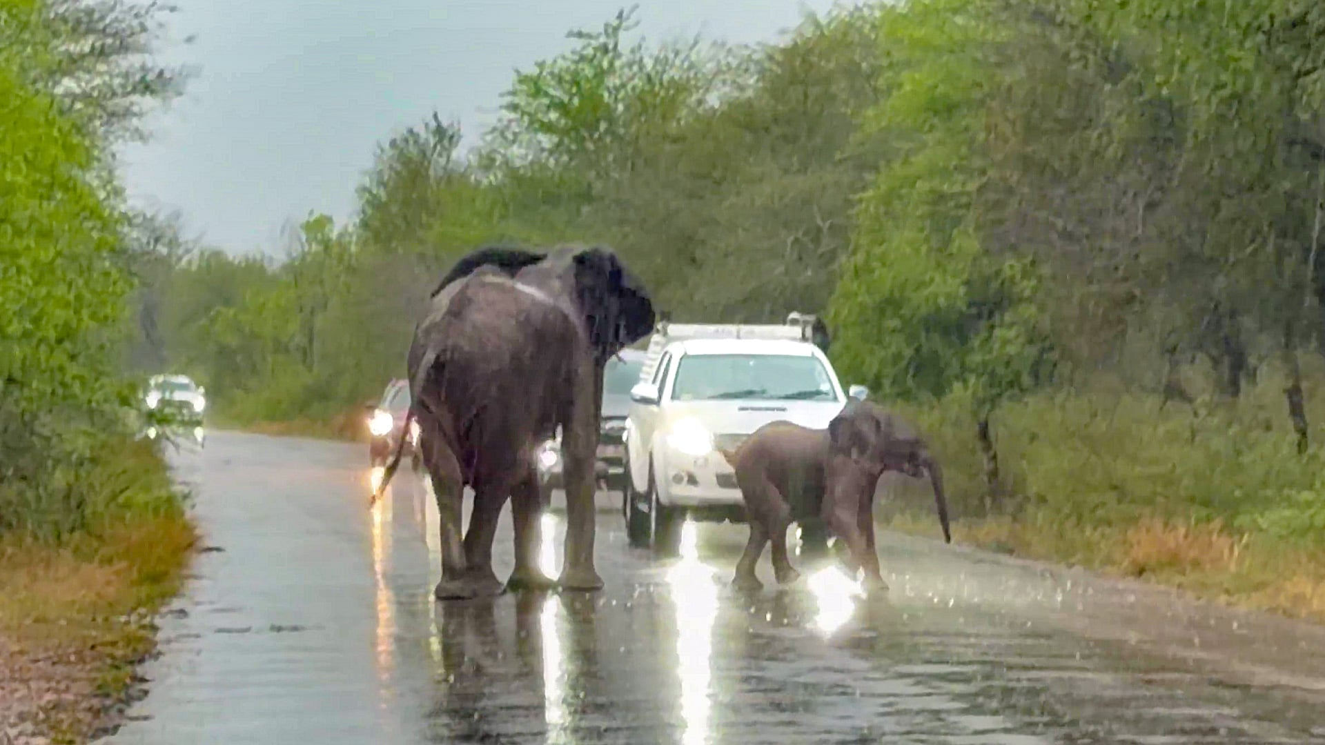 Elephant Mom Stops Traffic To Help Her Baby Cross The Road 