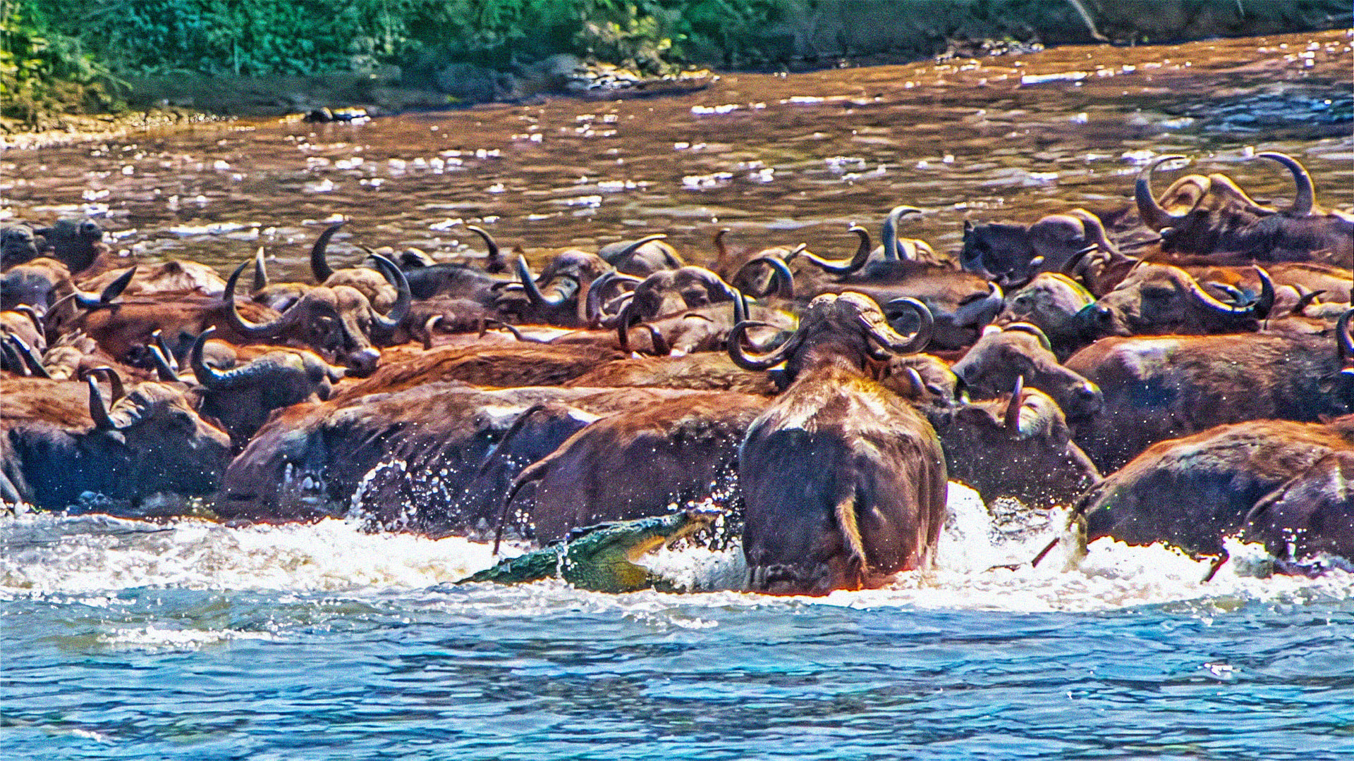 Crocodile Ambush Sparks Chaotic Buffalo Stampede