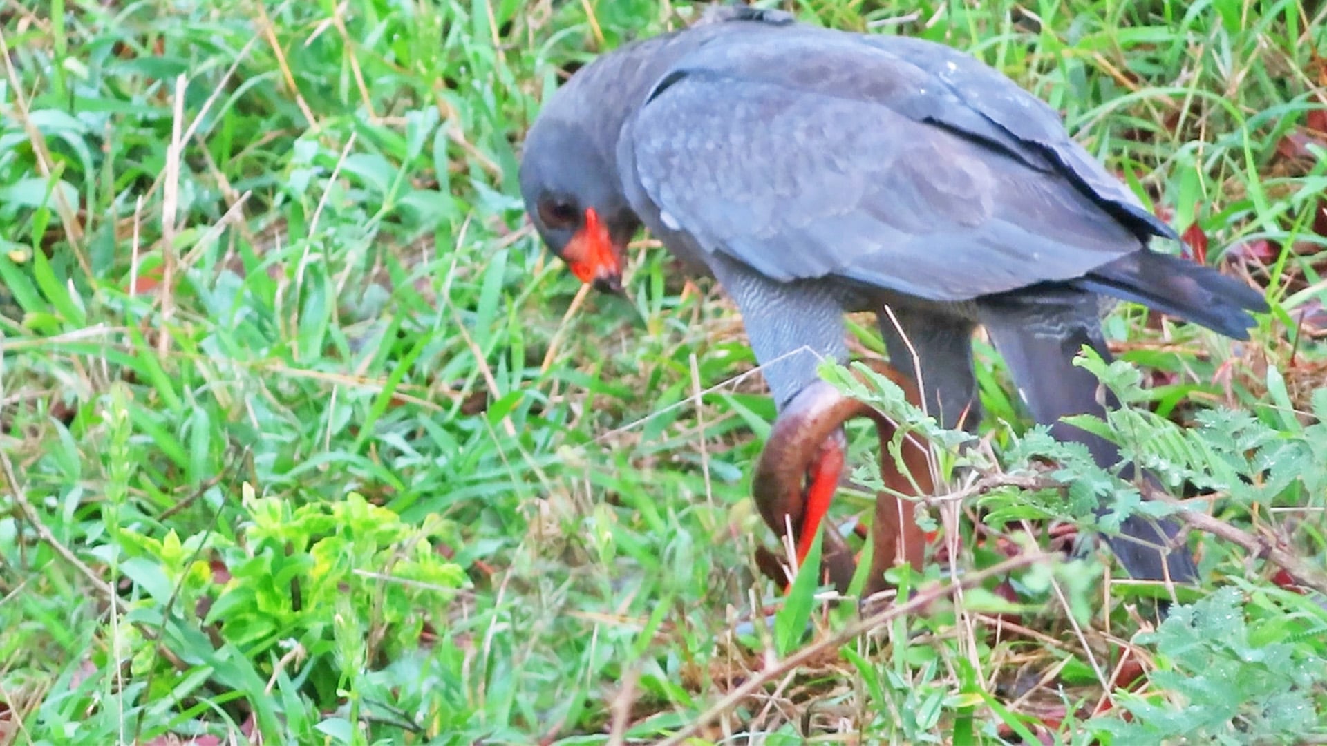 Hawk Rips A Snake Apart 