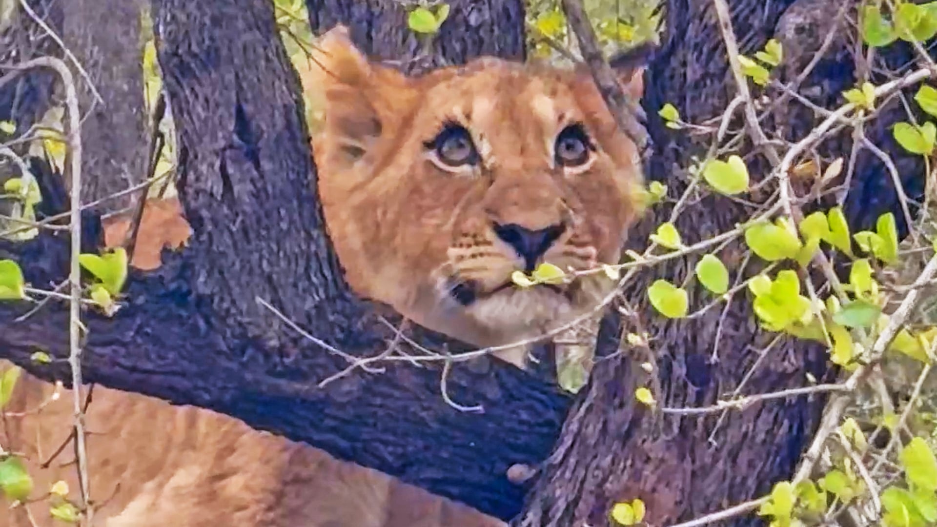 Lion Cubs Playfully Explore A Tree While Waiting For Mothers