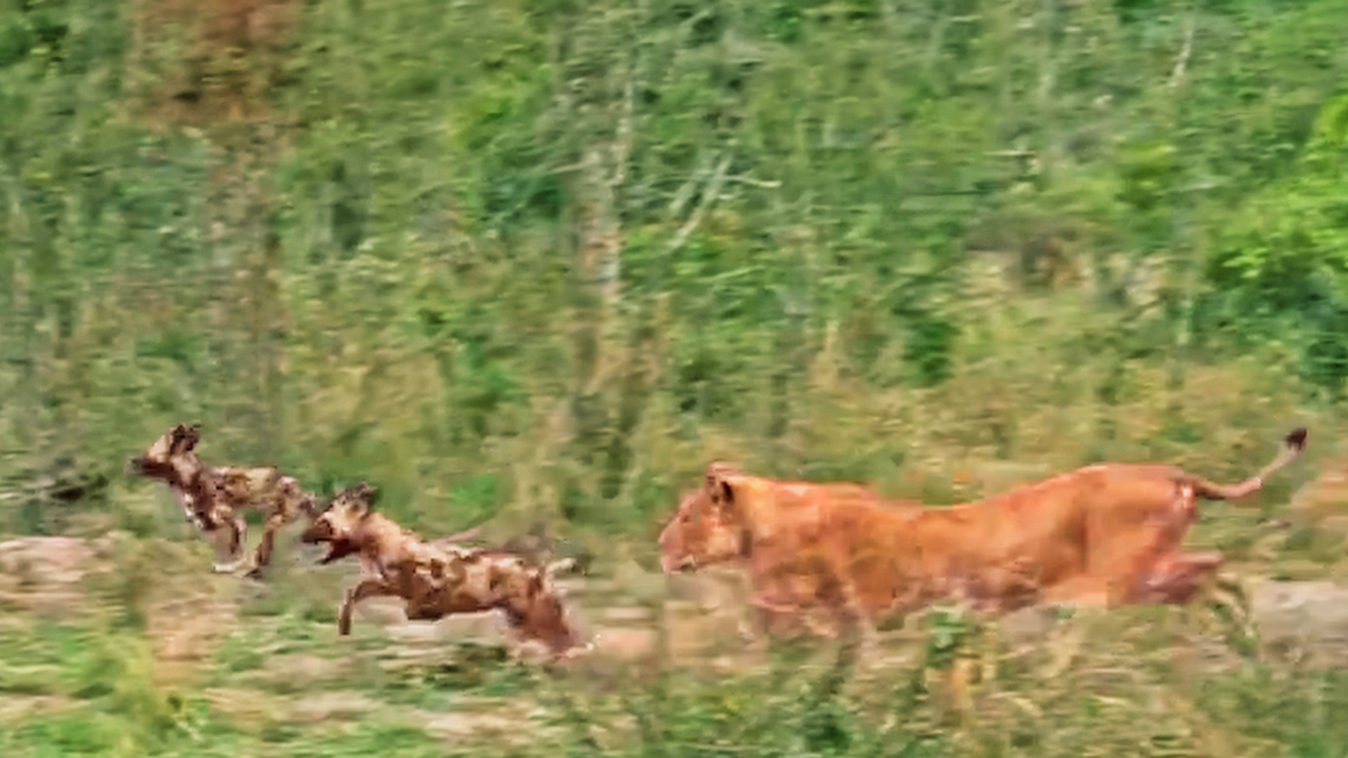 Lions Hunt and Catch 2 Wild Dogs From Across the Road