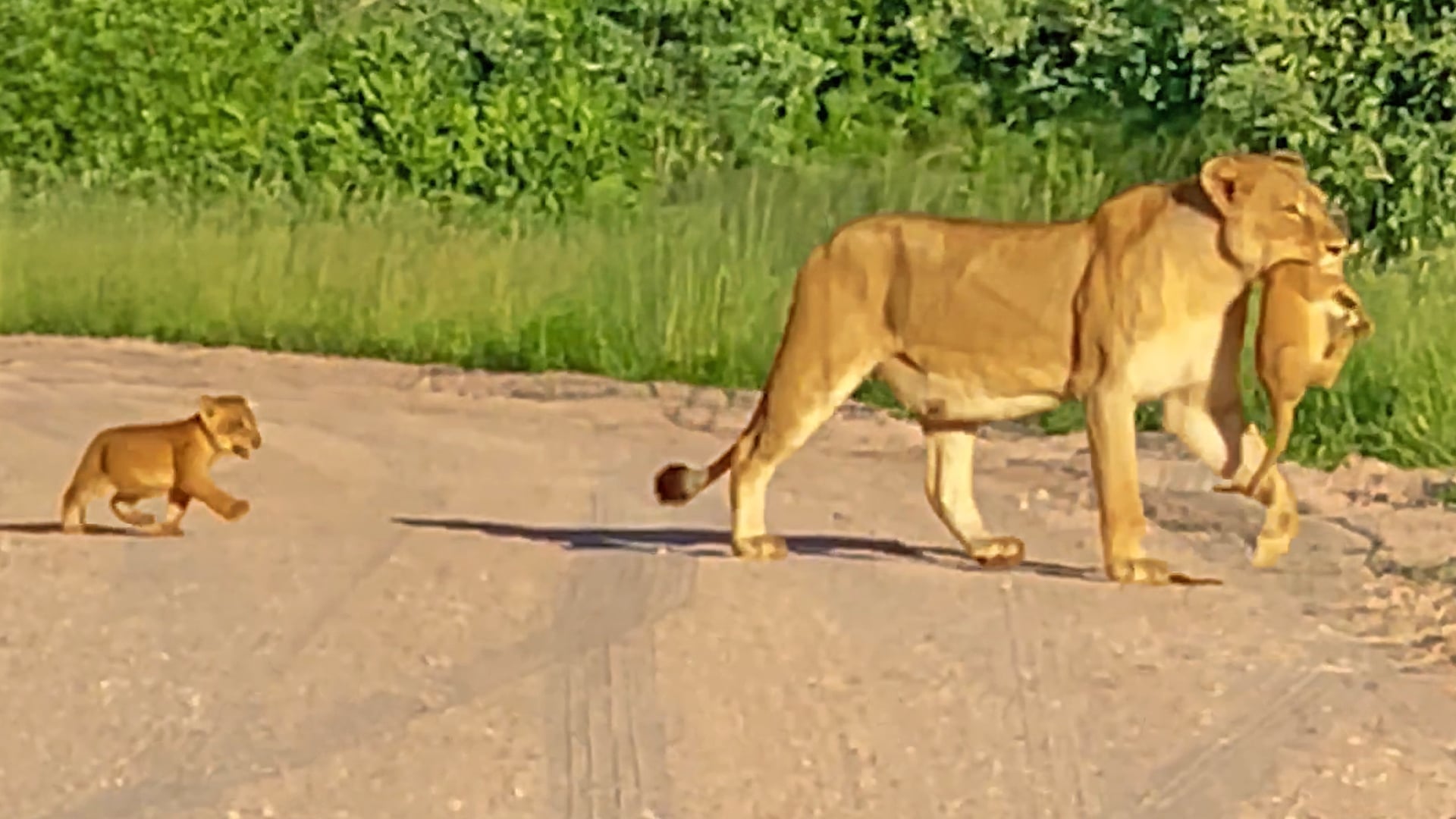 Lion Cub Also Wants to be Carried Across The Road by Mom