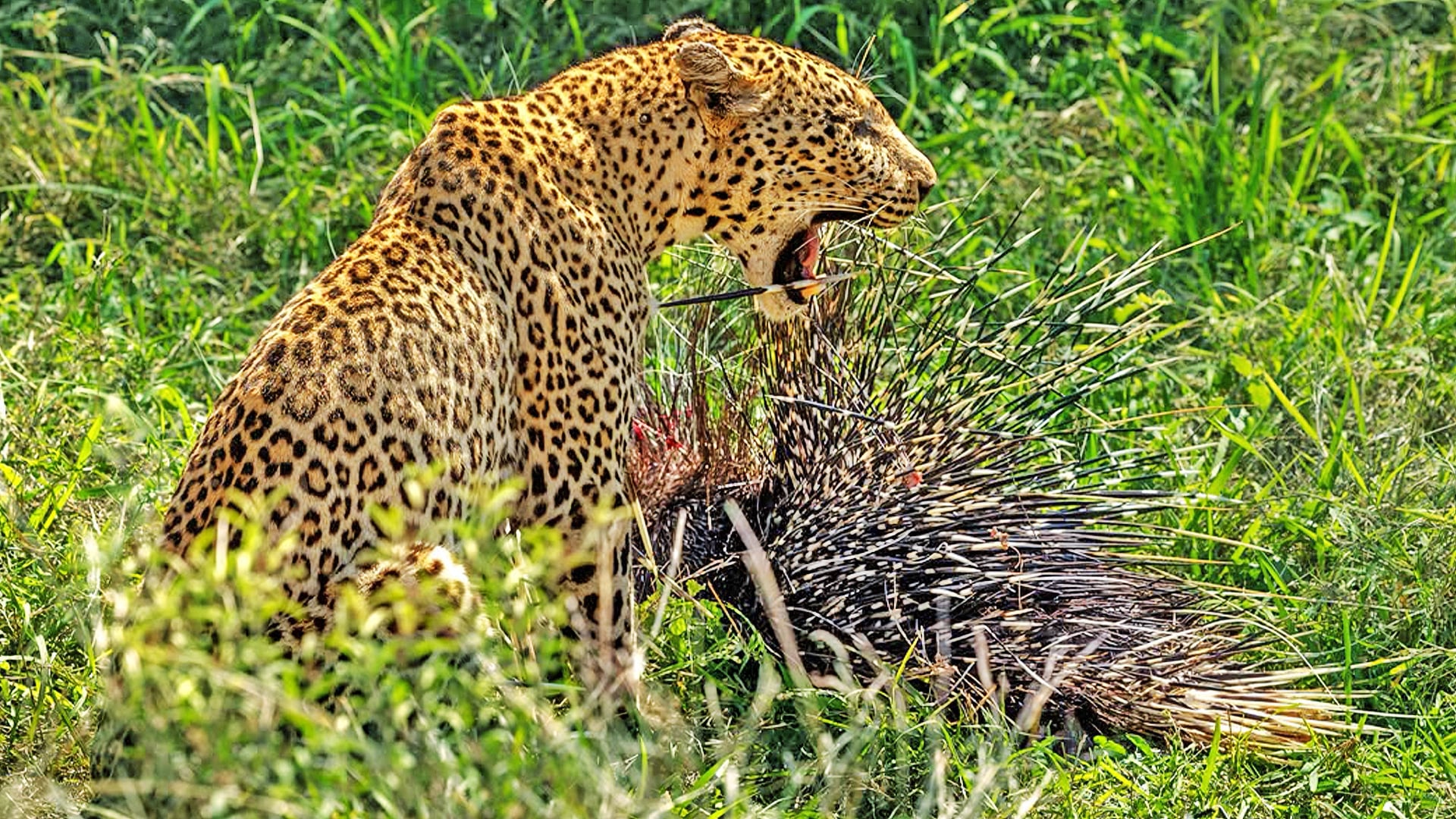 Leopard Chases Porcupine Down Kruger Road Before Learning Valuable Lesson