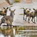 Waterbuck with broken leg survives pack of wild dogs
