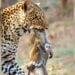 Desperate Baby Hangs onto Mom after Leopard Caught Her