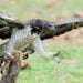 Eagle Ambushes Hare From the Air