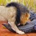 Lions Attack Crocodile Walking on Land