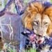 Male Lion Ends Alpha Wild Dog's Reign