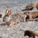 Mongooses Tear Baby Hare Apart