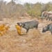 2 Buffaloes & 20 Elephants Are No Match for 22 Lions
