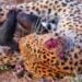 Honey Badger Tries Escaping Leopards Grip