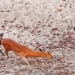 Wild Dog & Hyena Pull Baby Out of Impala That's Giving Birth