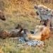 Hyenas Roll All Over Leopard
