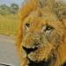 When 3 Huge Lions Surround Tiny Car