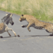 Leopard Catches Zebra in Road After Slipping