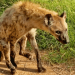 Nature is Incredible! This hyena has learned to walk on two legs after a lion's bite paralyzed it! ?