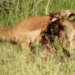 Hyena eats impala