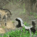 Honey badgers versus leopard