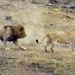 Lions hunt warthog