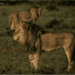 Lion of Mjejane Private Game Reserve