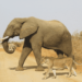 Elephant and lion April Fools
