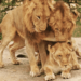 3 males mate with 1 female