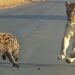 Lion catches hyena