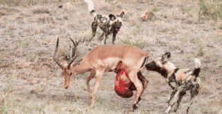 Impala fights back wild dogs as guts hang out