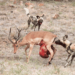 Impala fights back wild dogs as guts hang out