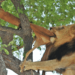 Male lion tormented by dead impala