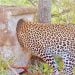 Leopard Steals Baby Bird From Nest