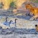 Lion cub plays whack-a-mole with geese